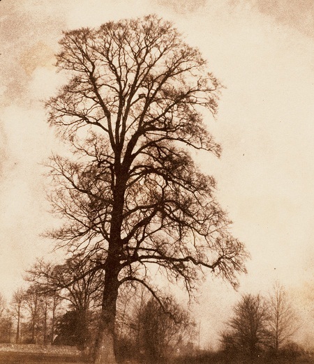 Những bức ảnh “chưa từng thấy” - 1 Cây
đu. (Ảnh: William Fox Talbot, chụp năm 1843-1845).