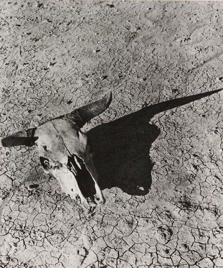 Bức
“Chiếc sọ của nghé con nằm trên mặt đất khô cằn ở bang South Dakota”