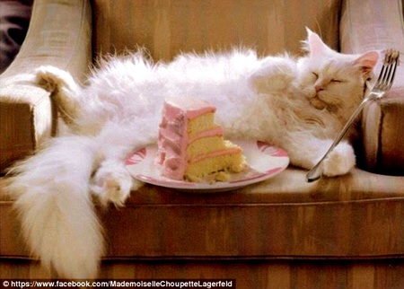 Câu chuyện về cô mèo kiếm được hơn 63 tỷ đồng/năm - 4 Nàng
mèo có đầu bếp riêng phục vụ từng bữa ăn.