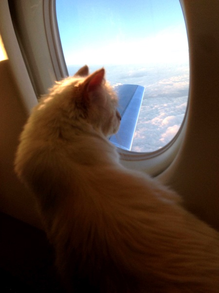 Câu chuyện về cô mèo kiếm được hơn 63 tỷ đồng/năm - 5 Choupette
luôn di chuyển bằng phi cơ riêng cùng với “daddy” Lagerfeld.