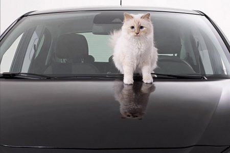 Câu chuyện về cô mèo kiếm được hơn 63 tỷ đồng/năm - 3 Câu chuyện về cô mèo kiếm được hơn 63 tỷ đồng/năm