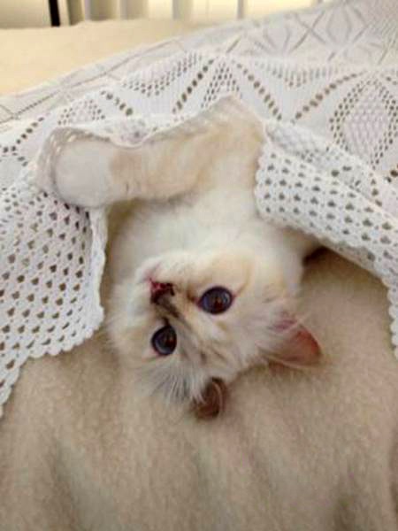 Câu chuyện về cô mèo kiếm được hơn 63 tỷ đồng/năm - 10 Choupette
được phép ngủ trên giường của “daddy” Lagerfeld.