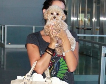 Nữ
diễn viên Ashley Tinsdale và Amanda Bynes sử dụng thú cưng che mặt.