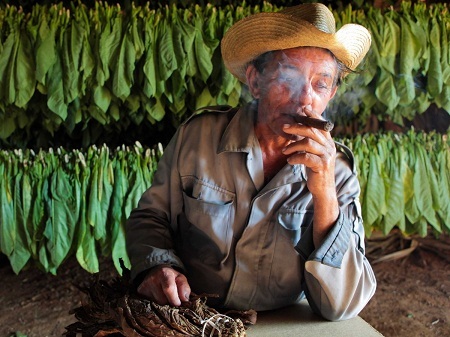 Cuba bất ngờ trở thành bối cảnh phim “lý tưởng” - 19 Viñales là nơi chuyên sản xuất những điếu xì gà trứ danh của
Cuba.