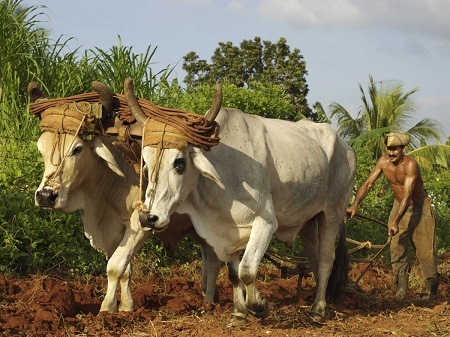 Cuba bất ngờ trở thành bối cảnh phim “lý tưởng” - 20 Công việc nhà nông ở Cuba vẫn diễn ra theo cách “con trâu
đi trước, cái cày theo sau”.