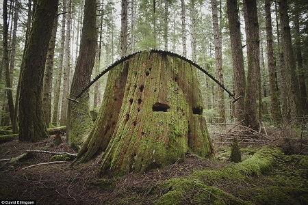 Nhiếp ảnh gia Việt Nam có nhiều ảnh xuất sắc tại giải ảnh quốc tế - 15 Lưỡi cưa nằm “vắt vẻo”
trên một thân cây đã bị đốn hạ - Tác giả: David Ellingsen.