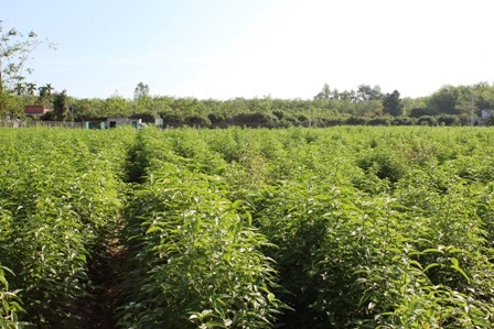 Trà túi lọc Tâm Lan được sản xuất ra sao? - 2 Một trong những vườn cây dược liệu Hoàn Ngọc của công ty trà Tâm Lan