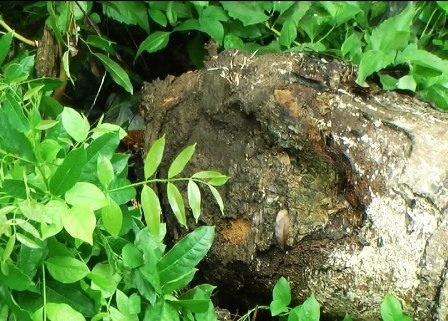 Cây xanh không rễ bật gốc đè chết người - 2 Điều lạ là gốc cây xà cừ to nhưng không có rễ, như cây cọc cắm xuống đất