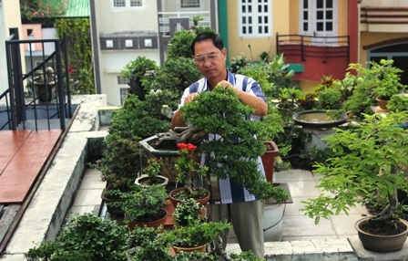 Những chậu bonsai như thế này, nhưng được tạo dáng uyển chuyển, giá vài chục triệu đồng/chậu