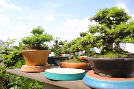 Những chậu bonsai như thế này, nhưng được tạo dáng uyển chuyển, giá vài chục triệu đồng/chậu
