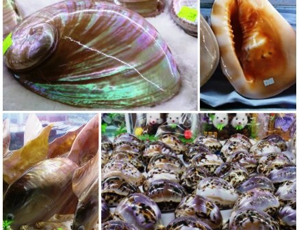 Những quà tặng từ biển