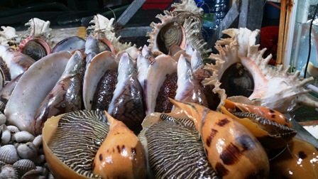 Phong phú các loại ốc