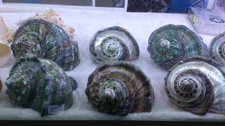 Những quà tặng từ biển