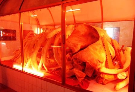 Lễ hội Nghinh Ông Nam Hải và bộ xương cá voi kỷ lục - 8 Bộ xương cá voi (Ông Nam Hai dài khoảng 18m