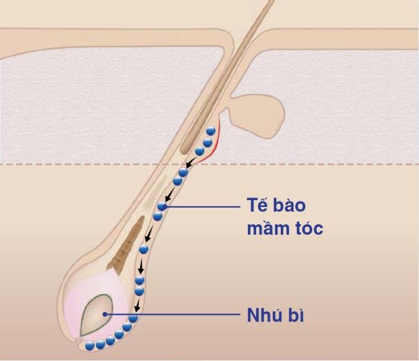Phát hiện mới về “hạt mầm” quyết định vòng đời sợi tóc - 2 Quá trình biệt hóa của tế bào mầm tóc hình thành sợi tóc mới