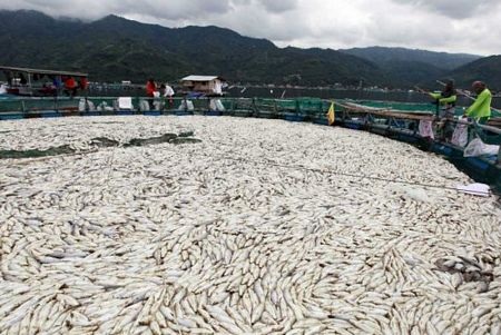 Cá chết trắng hồ tại Philippines - 1 Cá chết trắng hồ tại Philippines - 1