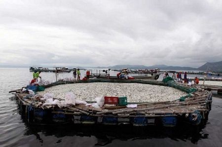 Cá chết trắng hồ tại Philippines - 3 Cá chết trắng hồ tại Philippines - 3