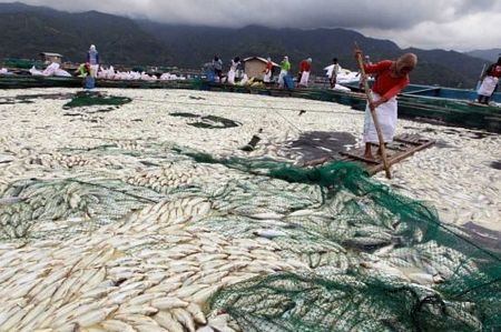 Cá chết trắng hồ tại Philippines - 5 Cá chết trắng hồ tại Philippines - 5