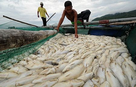 Cá chết trắng hồ tại Philippines - 6 Cá chết trắng hồ tại Philippines - 6