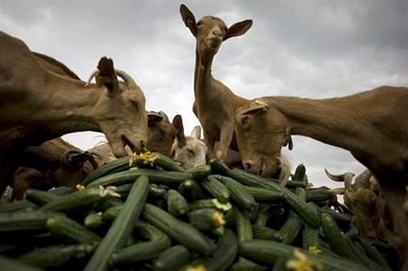 Những hình ảnh nổi bật tuần qua - 1