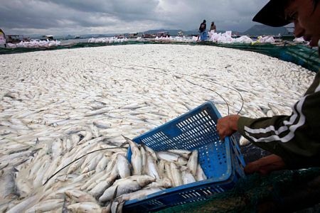 Cá chết trắng hồ tại Philippines - 11 Cá chết trắng hồ tại Philippines - 11