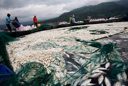 Cá chết trắng hồ tại Philippines - 13 Cá chết trắng hồ tại Philippines - 13