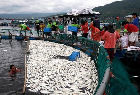 Cá chết trắng hồ tại Philippines - 14 Cá chết trắng hồ tại Philippines - 14