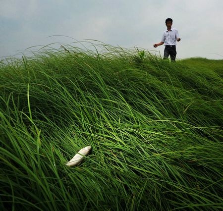 Hạn hán nghiêm trọng, hồ lớn nhất Trung Quốc thành “thảo nguyên” - 3