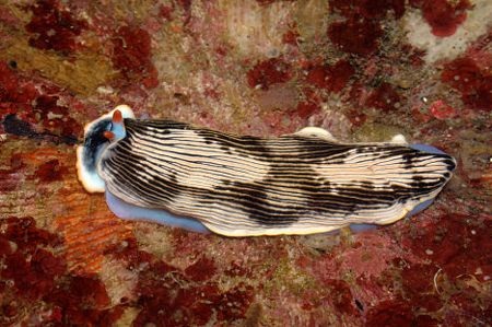 Chiêm ngưỡng các loài động thực vật biển tuyệt đẹp - 10