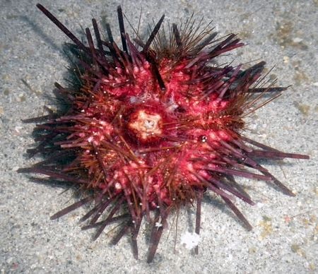 Chiêm ngưỡng các loài động thực vật biển tuyệt đẹp - 12