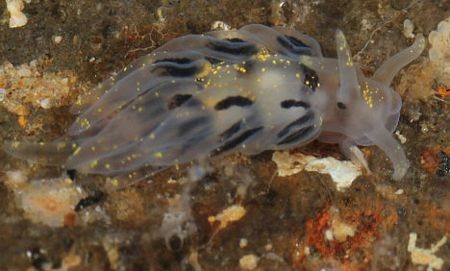 Chiêm ngưỡng các loài động thực vật biển tuyệt đẹp - 13