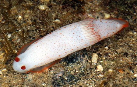 Chiêm ngưỡng các loài động thực vật biển tuyệt đẹp - 15