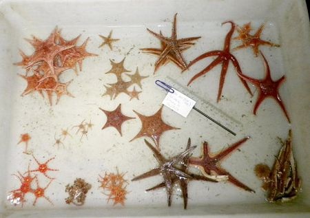 Chiêm ngưỡng các loài động thực vật biển tuyệt đẹp - 3