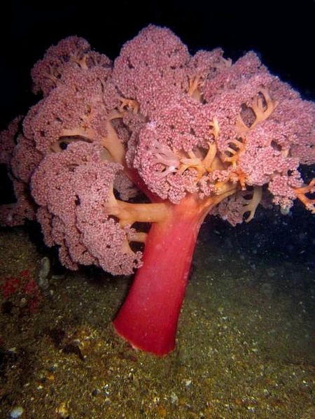 Chiêm ngưỡng các loài động thực vật biển tuyệt đẹp - 6