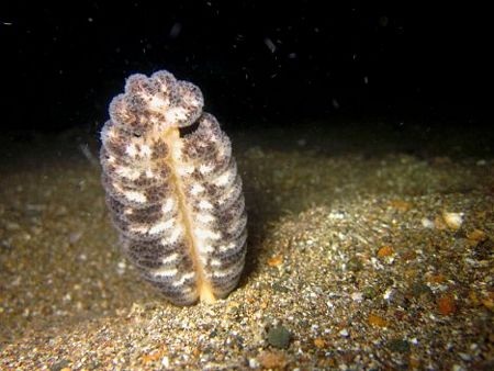 Chiêm ngưỡng các loài động thực vật biển tuyệt đẹp - 9