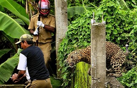 Hãi hùng cảnh báo hoang tấn công 6 người - 1
