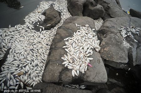 Cá chết hàng loạt ở Trung Quốc - 3