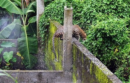 Hãi hùng cảnh báo hoang tấn công 6 người - 4