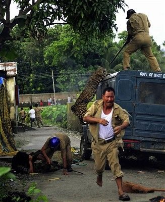 Hãi hùng cảnh báo hoang tấn công 6 người - 6