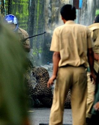 Hãi hùng cảnh báo hoang tấn công 6 người - 7