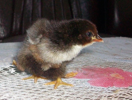 Gà 4 chân kỳ lạ ở Quảng Nam - 1 Gà 4 chân kỳ lạ ở Quảng Nam - 1