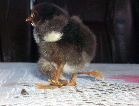 Gà 4 chân kỳ lạ ở Quảng Nam - 2 Gà 4 chân kỳ lạ ở Quảng Nam - 2