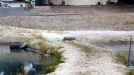 Phát hiện chuột to như… heo - 1 Phát hiện chuột to như… heo - 1