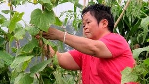 Nhà giàu Trung Quốc đua nhau trồng rau - 1 Nhà giàu Trung Quốc đua nhau trồng rau - 1