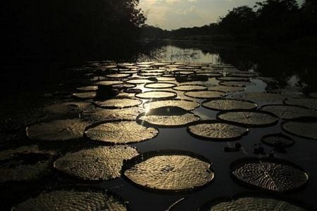 Khám phá vùng rừng Amazon - 11