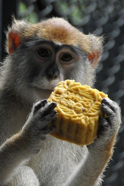 Châu Á nô nức đón mừng Tết Trung thu - 17