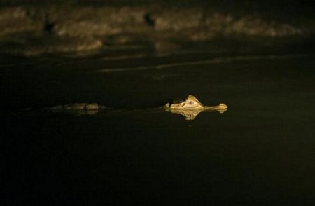 Khám phá vùng rừng Amazon - 8