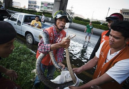 Hãi hùng cảnh cá sấu sổng chuồng trong lũ ở Thái Lan - 11