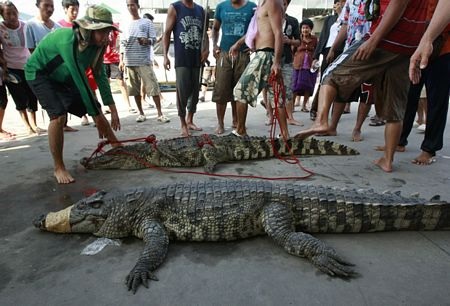 Hãi hùng cảnh cá sấu sổng chuồng trong lũ ở Thái Lan - 1