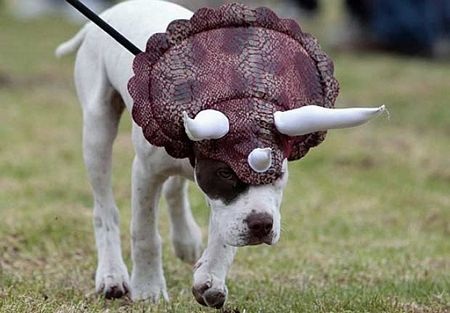 Tưng bừng lễ hội Halloween khắp thế giới  - 10